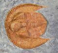 Bright Orange Declivolithus Trilobite - Very Inflated #23932-1